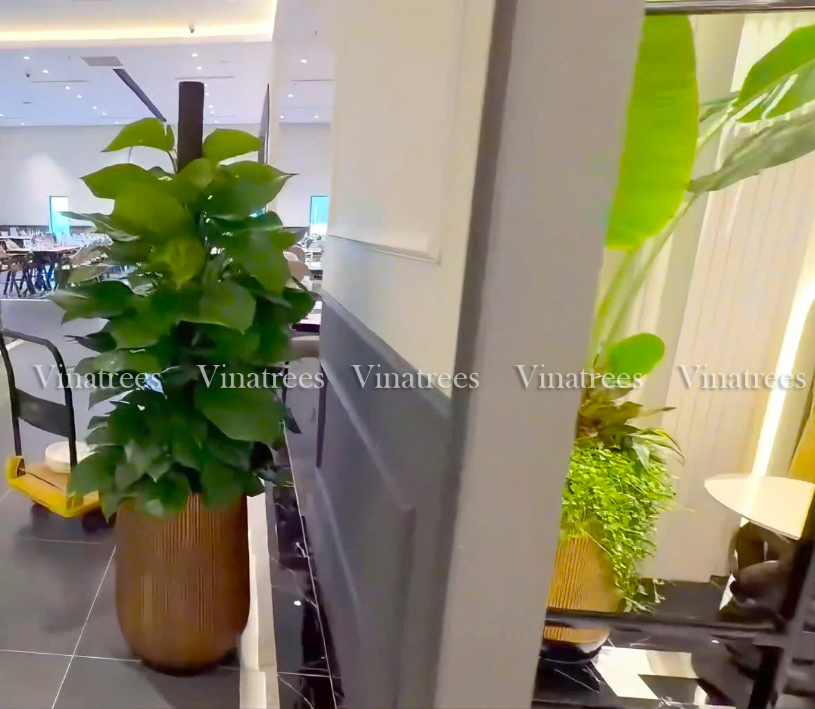 Vinatrees thi công cây xanh văn phòng tại nhà hàng Cửu Vân Long